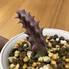 多肉植物】ガガイモ フェルニア ケニエンシス カット苗 - メルカリ