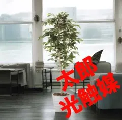 光触媒　人工観葉植物　ウォールグリーン　フェイクグリーン　ベンジャミン1.6のサムネイル