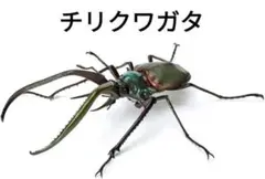 【標本】コガシラクワガタ　ペア　78.8ミリ　41.7ミリ　チリ産　野外品 標本】コガシラクワガタ ペア 78.8ミリ 41.7ミリ チリ産 野外品