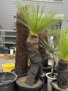 2025年最新】クサントロエア ブラックボーイの人気アイテム