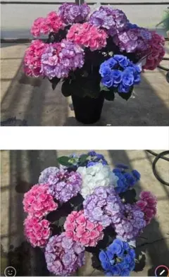 ☆さかもとスペシャル寄せ☆ミックス☆8号鉢☆希少☆購入希望は