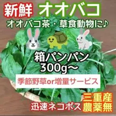 オオバコ 新鮮箱パンパン300g+増量か野草サービス♪ ウサギ リクガメ他 三重のサムネイル