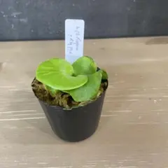 sino様 リクエスト 2点 まとめ商品