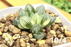 2025年最新】植物 アロエの人気アイテム - メルカリ