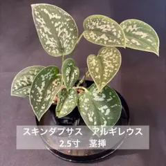 2026年最新】スキンダプサスの人気アイテム - メルカリ