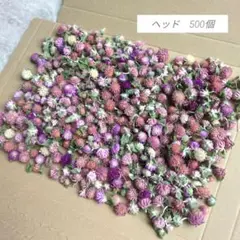 ドライフラワー　千日紅　ヘッド500個