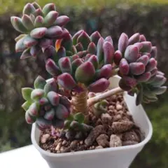 yamabico ☆様 リクエスト 3点 まとめ商品