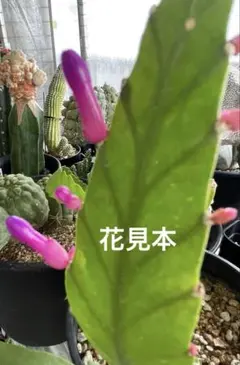 ディソカクタス・アマゾニクス（Disocactus amazonicus - メルカリ