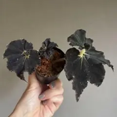 マットな質感の珍しい品種　ベゴニア’ダークマンボ　発根確認　水苔ポット植えのサムネイル