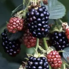ブラックベリー棘無し　苗木