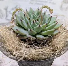 moto様 リクエスト 2点 まとめ商品