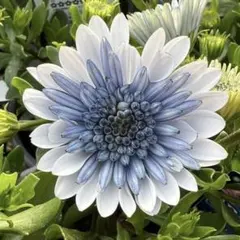 こざくら様 リクエスト 3点 まとめ商品