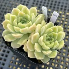 122. ヒューミリス×メキシコミニマ カット苗