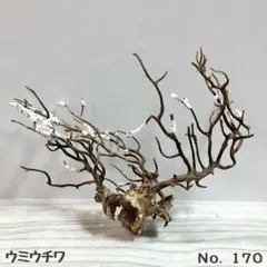 2026年最新】ウミウチワの人気アイテム - メルカリ