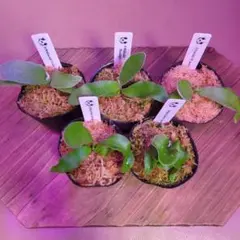 ひょっとこ様 リクエスト 2点 まとめ商品