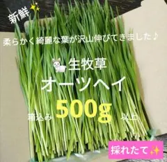 生牧草農薬不使用！オーツヘイ✨ネコポス箱込み500g以上　小動物おやつ⑤うさぎ 生牧草農薬不使用！オーツヘイ✨ネコポス箱込み500g以上 小動物おやつ