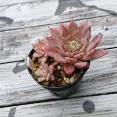 Fruitpannacotta様 リクエスト 2点 まとめ商品　同梱割引50円