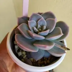 札付き コキリノRoots♥️sinforosanum♥️セダム 原種 多肉のサムネイル