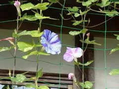 あや太郎様 リクエスト 2点 まとめ商品