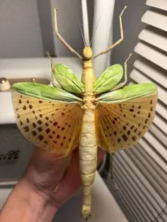 剥製 マレーオオナナフシ 標本 昆虫 - メルカリ