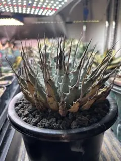 2025年最新】エボリスピナ 陽炎の人気アイテム - メルカリ