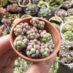 & テディ♡様 リクエスト 2点 まとめ商品♡同梱割引あり−50