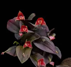 2026年最新】レパンテスの人気アイテム - メルカリ