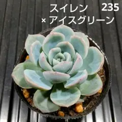 Y．Y様 リクエスト 2点 まとめ商品