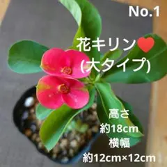 No.1【沖縄から♪】花キリン(大タイプ)♥️開花中♪のサムネイル
