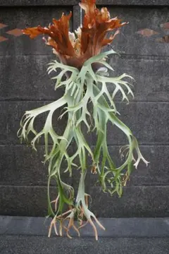 P.willinckii vp#15B 胞子のサムネイル