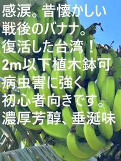 来年収穫苗＝巨大200cmバナナ◆サンタカタリーナバナナ＝高糖度◆耐寒強・耐乾燥 来年収穫苗＝巨大200cmバナナ◇サンタカタリーナバナナ＝高糖度
