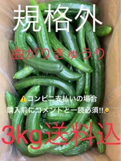 群馬県産 ハウス栽培 訳あり規格外 曲がりきゅうり 3kg 送料込 日付指定不可