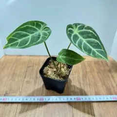 2025年最新】アンスリウム斑入りの人気アイテム - メルカリ