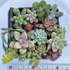 多肉植物　寄せ植えセット　桜牡丹　カット苗