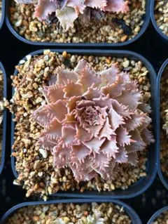現品限り 大人気 多肉植物 スターファイヤー 超美苗 レア種 ゆうゆう