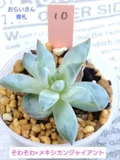 2025年最新】そわそわ多肉植物の人気アイテム - メルカリ