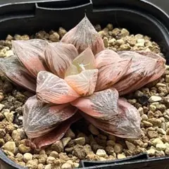 と*ね様 多肉植物 ハオルチア 火炎錦 鮮明錦 極上斑 - メルカリ