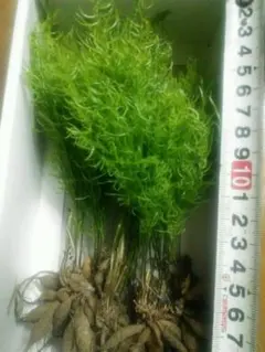 タヒチモンビン(1kg) ケドンドン タマゴノキ Cóc Tươi 57 - メルカリ