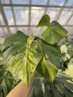 2025年最新】モンステラ 黄斑の人気アイテム - メルカリ