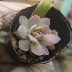 2026年最新】ミックスベリア 円の人気アイテム - メルカリ