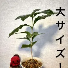 自転車と君と様 リクエスト 2点 まとめ商品