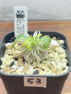 実生 良型 パキポディウム グラキリス 抜き苗 2025年最新】抜き苗 パキポディウムの人気アイテム - メルカリ