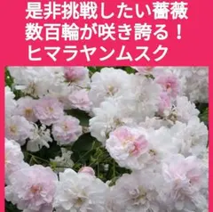 ※出品一覧もご参照　ヒマラヤンムスク薔薇苗(バラ苗挿し木用挿し穂(さし穂のサムネイル