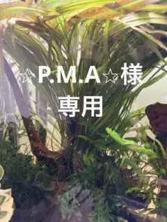 ⭐︎P.M.A⭐︎様 専用