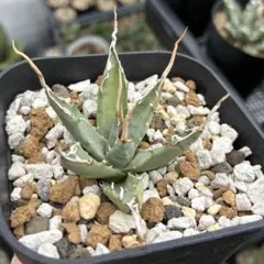 2026年最新】エボリスピナ の人気アイテム - メルカリ