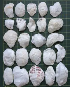 貝殻　牡蠣殻　G　キレイ　水の浄化　天然素材　ハンドメイド