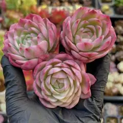 プロフみてねCOOKY様 リクエスト 10点 まとめ商品