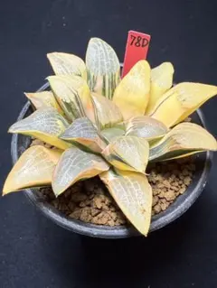 30a 多肉植物 ハオルチア　常玉コレクタ錦　自家繁殖　鉢植え発送 2026年最新】ハオルチア コレクタ錦の人気アイテム - メルカリ
