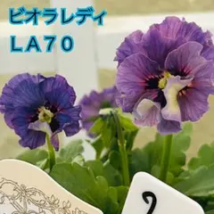 2025年最新】パンジー/1000の人気アイテム - メルカリ