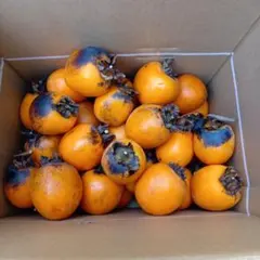 訳あり　渋柿　１